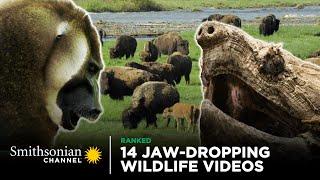 14 Jaw-Dropping Wildlife Videos | Smithsonian Channel