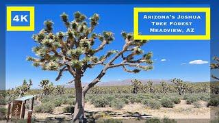 USA Hiking Trails - an easy walk exploring Arizona's Joshua Tree Forest in Meadview #joshuatree