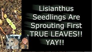 Lisianthus Flower Seedlings are Sprouting First True Leaves!!  Marsh's Garden Cut Flower Farm