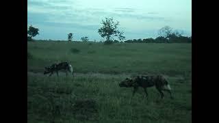 Arathusa Day 3 - Cape Wild Dogs hunting for their breakfast