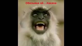 Эй обезьяна