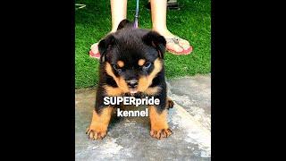 Rottweiler show quality puppy Super pride kennel delhi (9311111212)(8010000222)