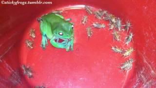 Dinner Bucket with the Stickyfrogs! (Tiny wins Best Trying!)