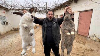 Exquisite Rabbit Recipe – Cooking the Imperial Way