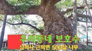 테마여행-우리동네 보호수(노거수) 이야기   500 years zelkova Village guardian