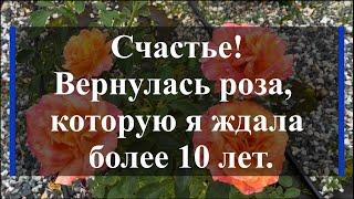 Счастье! Вернулась роза, которую я ждала более 10 лет.. Питомник растений Е. Иващенко