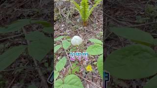 멸종위기 2급식물..산작약 꽃이 피었네요!