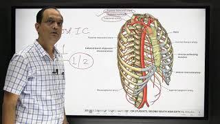 INTERCOSTAL ARTERY: Blood supply of chest wall