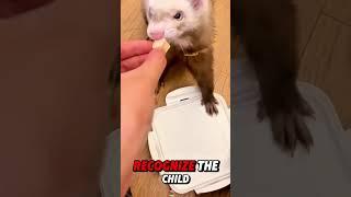 Heartwarming Animal Rescues: Inspiring Stories of Love and Compassion! #Shorts #mouse #rescue #cute