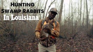 Hunting Swamp Rabbits in Louisiana