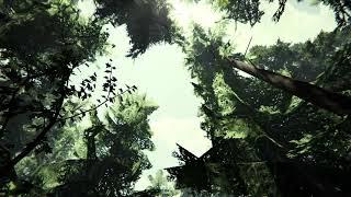 The Forest - Peaceful Forest Ambiance (birds, rustling leaves, creaking trees)