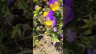 The Getty #gettymuseum #gettyimage #garden #flowers #flower #flowergarden #losangeles #youtube