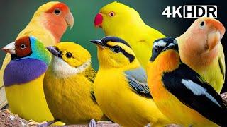 Most Amazing Yellow Birds on Earth | Breathtaking Nature | Relaxing Bird Sounds | Stress Relief