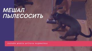 Мешал пылесосить и убираться до обучения в Школе Антуана Наджаряна #воспитаниесобак #кинология