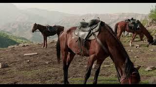 [PointFOOTAGE] Animals - Horse group on mountain countryside - FS - 9943091