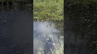 Jonge waterkipjes.