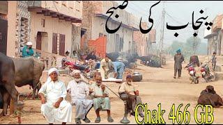 Chak 466 GB Samundri || Punjab Village lifestyle || Pakistan Desi village life,