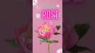 May Queen ️ The Rose  장미 교향곡 송도신도시 해돋이공원 장미원