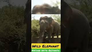 Wild Elephant | Nature With Rejinath | shorts