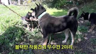 진돗개 명품견 '담돌이' 국내 블랙탄중 최고라 자부