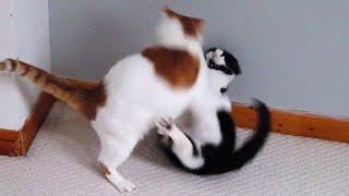 Cat Fight