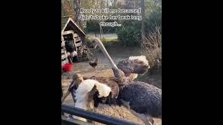 Ostrich tantrum! 