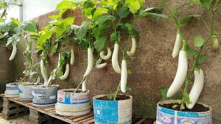 If you don't have a garden, grow eggplants this way at home for a bountiful harvest.