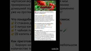 подкормка помидор