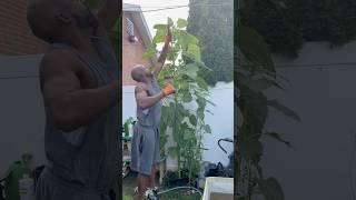 THESE SUNFLOWERS ARE SO TALL! MY 5’10 ft HUSBAND CAN’T TOUCH THE TOPS! #asthegardenturns #growing