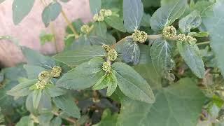 Euphorbia hirta   Common Name(s):Asthma PlantDove Milk Snakeweed  nature & nature sounds