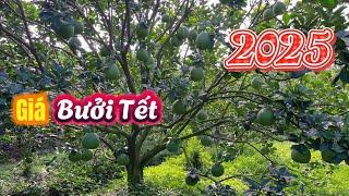 Giá Bưởi Tết 2025 | Bưởi Da Xanh