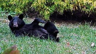 Bear Lola and Cubs — Quiet Time