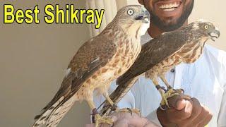 Best shikras on moult || After falconry And Hunting || Raptors Today