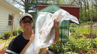 Planting a New Bare Root Corkscrew Willow From Spring Hill Nursery