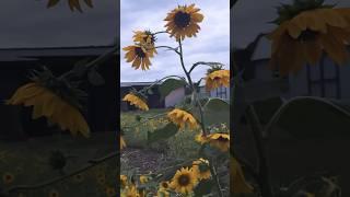 Moody Sky after Hurricane Francine Rain #sunflowers #moodysky #hurricane #afterthestorm #ASMR