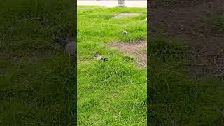 Happy day sa boulevard #dgtecity         #subscribe #shorts/Josephine Florence Vlog
