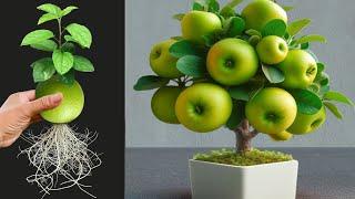 How To Propagate Apples Fruits In a cup of water To Apples Trees Many Fruits with Eggs and Aloe Vera