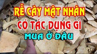 Rễ cây mật nhân - Cây mật nhân có tác dụng gì - Cây mật nhân trị bệnh gì - Mua rễ mật nhân ở đâu