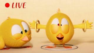  LIVE CARTOON | WHERE'S CHICKY |  Cartoon in English for Kids  | Live Stream