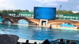 ORCA Encounter (Full Show) - seaWorld, August 23, 2024 #orca #viralvideo #youtuber #love