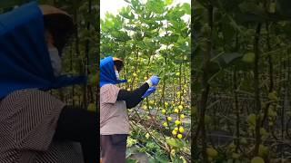 [나무] 무화과나무 농장  Ficus carica