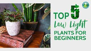 Top 5 Easiest Low Light Plants for Beginners | Houseplant Resource Center