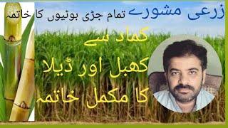 کماد کی تمام جڑی بوٹیوں کا مکمل خاتمہ#sugarcaneweeds#broadleaves#narrowleaves