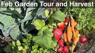 February Garden Tour - Winter Garden Harvest and my Backyard Orchard in Austin Texas