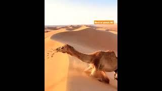 How  Camels climb in desert || World of animals || Wildlife #001 #wildlife #youtubechannel #shorts