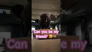 Can You Be My Friend??  Ian Meets a HUGE Elephant at the Museum! #amazinganimals