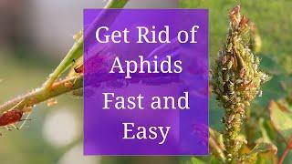 Get Rid of Aphids: Fast and Easy