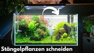 Stängelpflanzen im Aquarium richtig schneiden!