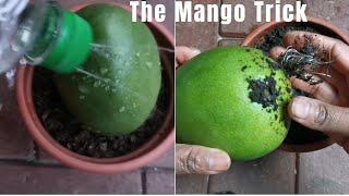 Quickest method for growing Mango tree at home? revealed! #DIYgardenideas #plantbased #ideas #mango