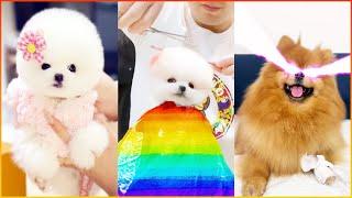 The Cutest Mini Pomeranians in the World  Chó Phốc Sóc Mini Dễ Thương Nhất Thế Giới  #583